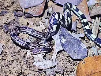 Description de l'image Calliophis gracilis.jpg.