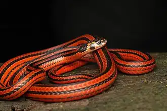 Description de l'image Calliophis nigrescens (2).jpg.