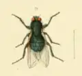 Calliphora quadrimaculata