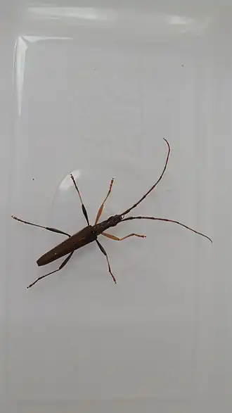 Description de cette image, également commentée ci-après