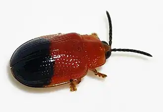 Description de l'image Callispa-elegans-01-fws.jpg.