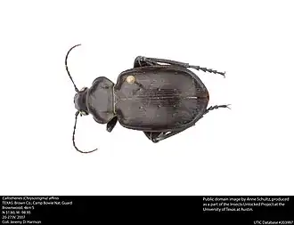 Description de cette image, également commentée ci-après