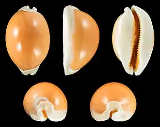 Description de l'image Callistocypraea aurantium 01.jpg.