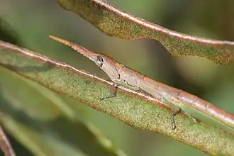 Description de l'image Callitala major (17157184160).jpg.