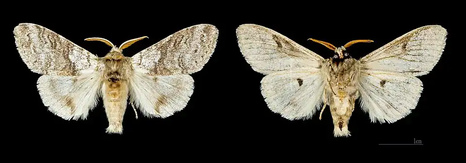 Mâle, Glières, MHNT