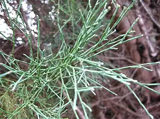 Description de l'image Callitris oblonga.JPG.