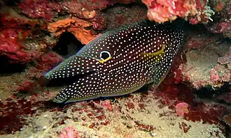 De loin, ce poisson-comète à grandes nageoires partiellement dissimulé peut ressembler à la tête d'une murène ponctuée, l'ocelle figurant un œil.