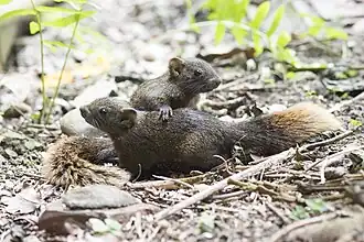 Deux jeunes Callosciurus erythraeus thaiwanensis