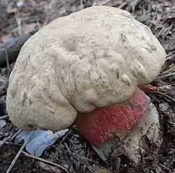 Chapeau blanchâtre à brun-gris.