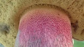 Pied orné d'un net réseau.