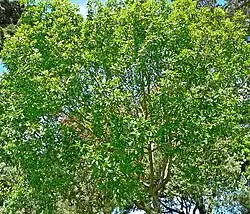 Calodendrum capense, plante-hôte de Papilio nireus