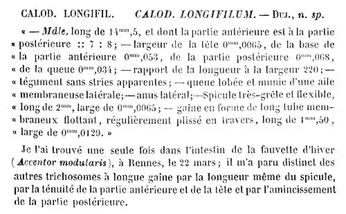 Description de l'image Calodium longifilum Dujardin, 1845 - diagnosis .jpg.