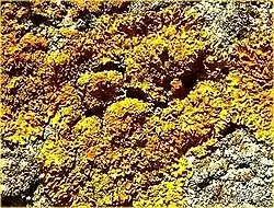Xanthoria elegans.