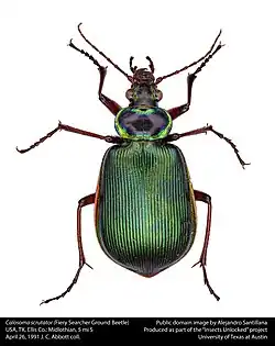 Calosoma scrutator by Alejandro Santillana "Insects Unlocked" Project, University of Texas at Austin.