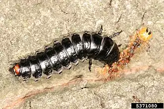 Une chenille attaquée par une larve de Grand calosome