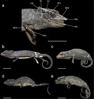 Description de l'image Calumma vatosoa (10.3897-zse.92.6464) Figure 1.jpg.