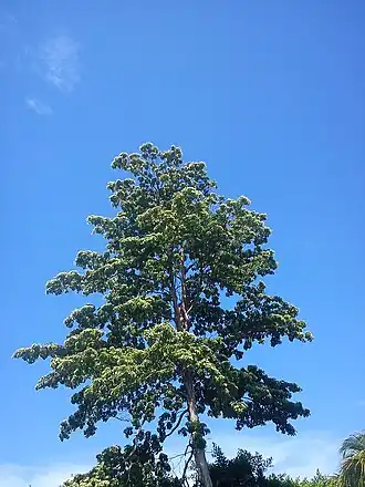 Description de cette image, également commentée ci-après