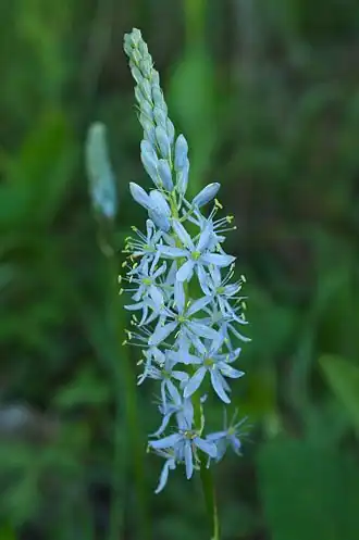 Description de l'image Camassia scilloides Ozarks.jpg.