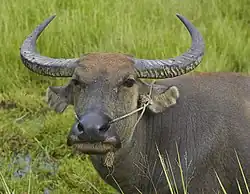Belle tête brune avec de belles cornes courbes.