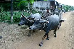 Province de Stoeng Treng