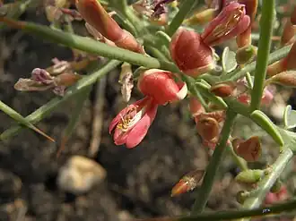 Description de l'image Camel Thorn flower.JPG.