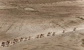 Une file d'une vingtaine de dromadaires, dont quelques jeunes, avance dans la vallée du Jourdain.
