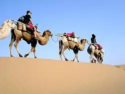 Caravane de chameaux (Pékin - Ningxia, août 2005)