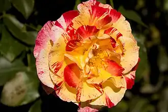 Image illustrative de l’article Camille Pissarro (rose)