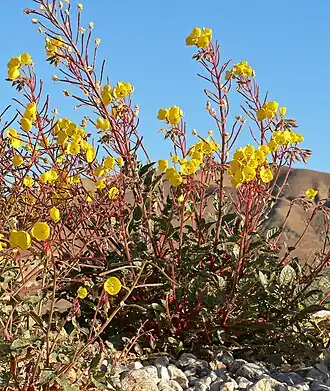 Description de l'image Camissonia brevipes 9.jpg.