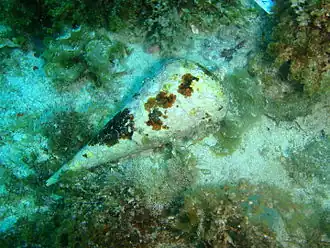 Campanile symbolicum (Campanilidae).