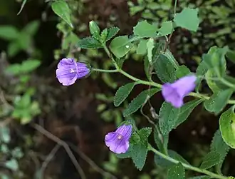 Description de l'image Campanula jacobaea 294A3814 Stgo CV.jpg.