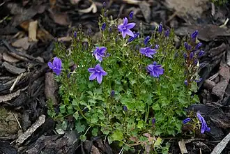 Description de l'image Campanula portenschlagiana A.jpg.