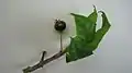 Fruit de Campomanesia aromatica.