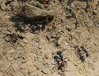 Description de l'image Camponotus_cruentatus.jpg.