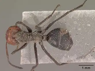 Description de cette image, également commentée ci-après