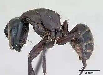 Vue de profil : Camponotus herculeanus.