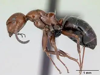 Description de l'image Camponotus lateralis casent0080857 profile 1.jpg.