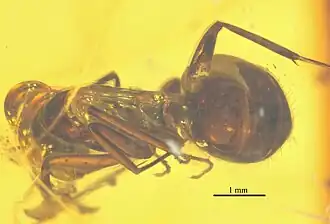 NHMW1984-31-136 de dos.