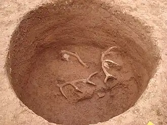 soli avec des bois de cerf.