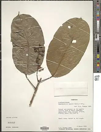 Description de l'image Camptostylus mannii-NMNH-03020585.jpg.