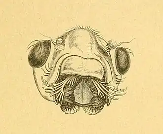 Description de l'image CanaceRanulaLoew.jpg.