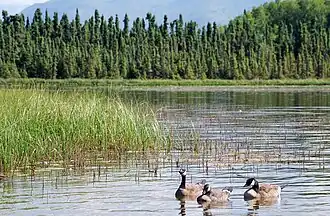Image illustrative de l’article Lac Goose