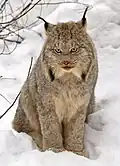 Lynx (ovale/semi-verticale)