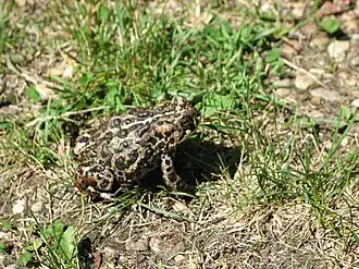 Description de l'image Canadian Toad -Anaxyrus hemiophrys.jpg.