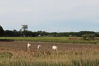 Chevaux de Camargue en liberté à Aigues-Mortes.