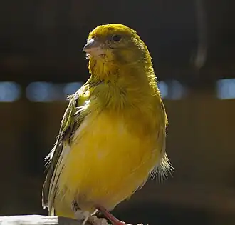 Description de l'image Canary (Serinus canaria).jpg.