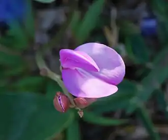 Description de l'image Canavallia_rosea_fleur.jpg.