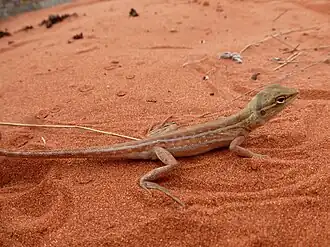 Description de l'image Canegrass dragon.JPG.