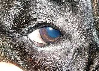 Description de l'image Canine distichiae.JPG.