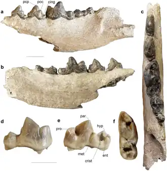 Description de l'image Canis lepophagus Fossil.png.
